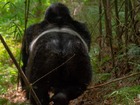 ブウィンディ国立公園で人気のゴリラトレッキング！