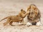 タランギーレ国立公園はビッグファイブの宝庫！ライオンに出会えるかもしれません