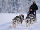 日中は、犬ぞりなどさまざまなアクティビティの追加が可能