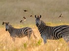 ゲームドライブではたくさんの野生動物に出会えます。