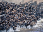 毎年約150万頭のヌーが行う大移動、命がけの川渡りは圧巻です。