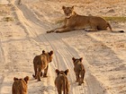 ワンゲ国立公園にはライオンなどのビッグファイブが生息しています