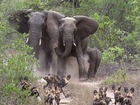 アフリカゾウも多く見られます
