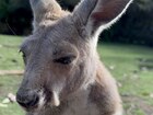 かわいいウォンバットを間近で