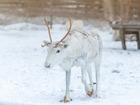 ロヴァニエミならではのトナカイソリ体験をお楽しみください