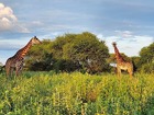 ビッグファイブをはじめとするさまざまな野生動物を鑑賞