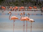イザベラ島のフラミンゴラグーン