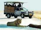 エトーシャ国立公園でビッグファイブサファリ
