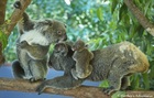 ハートリース動物園の可愛いコアラ