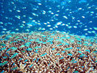 グレートバリアリーフの海は珊瑚も魚もいっぱいいます