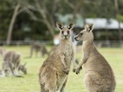 草原に集うカンガルーたち、穏やかな午後
