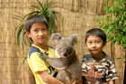 コアラ&ワイルドライフパークでコアラ抱っこ（別料金）