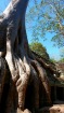 木に覆われているタ・プローム寺院の遺跡