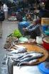 ハイフォンの市場は珍しい魚があって面白いです。