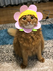ぬこ