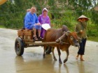 ヴァンロン自然保護区にて、セーボー(牛車)乗車体験