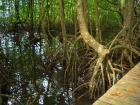 マングローブが生い茂るガヤ島散策