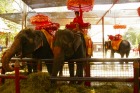 タイに来たらマストの象乗り体験