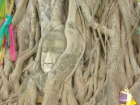 ワットプラマハタートで有名な木の根元にある仏頭