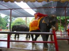 タイで象とのひと時をお過ごしください
