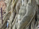 木の根がからまる仏頭で有名なワット・マハタート