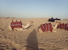 砂漠ではアラブの動物ラクダを見ることもできます
