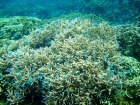 パラオの美しい海と珊瑚
