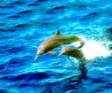 ウルワトゥ沖にエサを食べに来るイルカの群れ