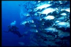 バリ島でのダイビングで出会うヒギンガメアジの群れ