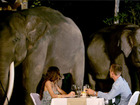 シェフ自慢の豪華ディナーを象のすぐ隣で！