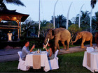 シェフ自慢の豪華ディナーを象のすぐ隣で！