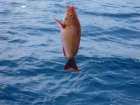 バリ島フィッシングで釣れたおいしそうな魚