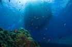 バリ島ダイビングで見た幻想的な世界
