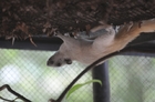 タマウ自然動物園観光のリス
