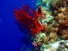 南国ならではのカラフルなサンゴ礁