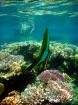 南国ならではのカラフルなサンゴ礁と魚たち
