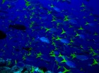 パラオのダイビングで見るキレイな魚の大群