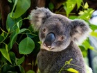 オーストラリアならではの癒しと感動を体験