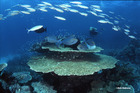 グレートバリアリーフの美しい珊瑚礁を見ながらの講習