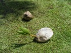落ちたココナッツから芽が出ている