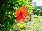 南国らしいハイビスカスが咲き誇るバベルダオブ島