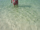 透き通る海に熱帯魚がたくさんのプーケットそばの島