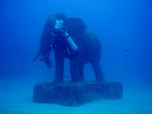 ラチャヤイ島ダイビングで海中の象に出会った！