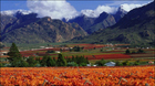 南アフリカで最も優れたワインの生産地として有名