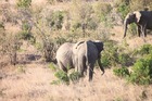 マサイマラ国立保護区で生き生きと暮らす象