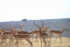野生動物の数の多さでは国内一番のマサイマラ国立保護区