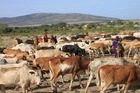マサイ族が牛を放牧