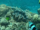 色とりどりの元気な珊瑚礁と大きなシャコ貝！
