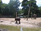 象がのびのびと暮らすロッカウイ動物園