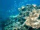 カラフルなサンゴ礁と魚たち
